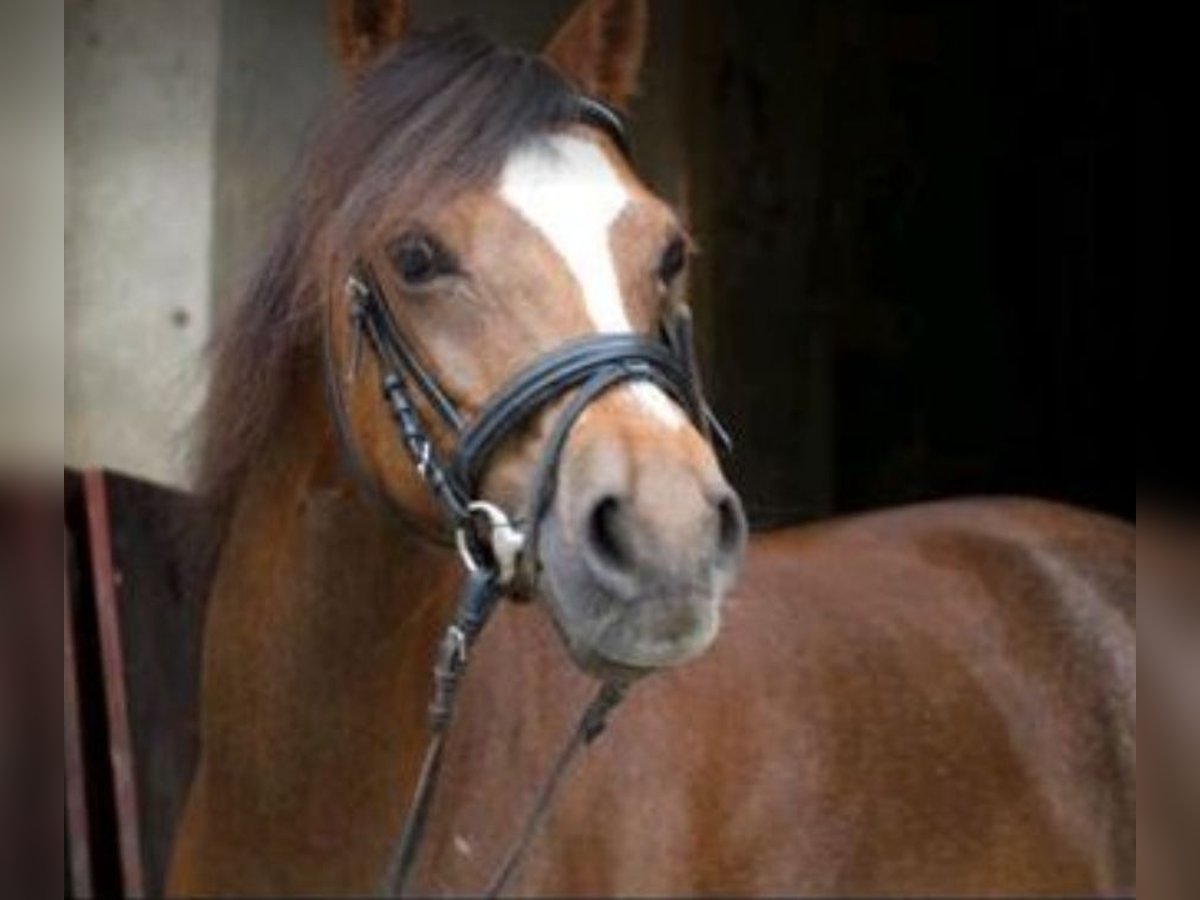 Welsh B Stallion 10 years 12,2 hh Chestnut in Dortmund