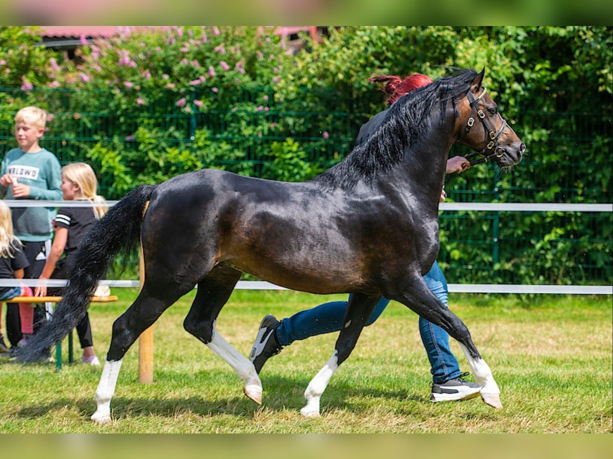 Welsh B Stallion 12 years 13 hh Bay-Dark in Norden