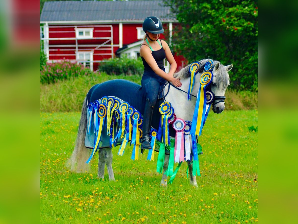 Welsh B Stallion 13 years 12,2 hh Gray in Björkvik