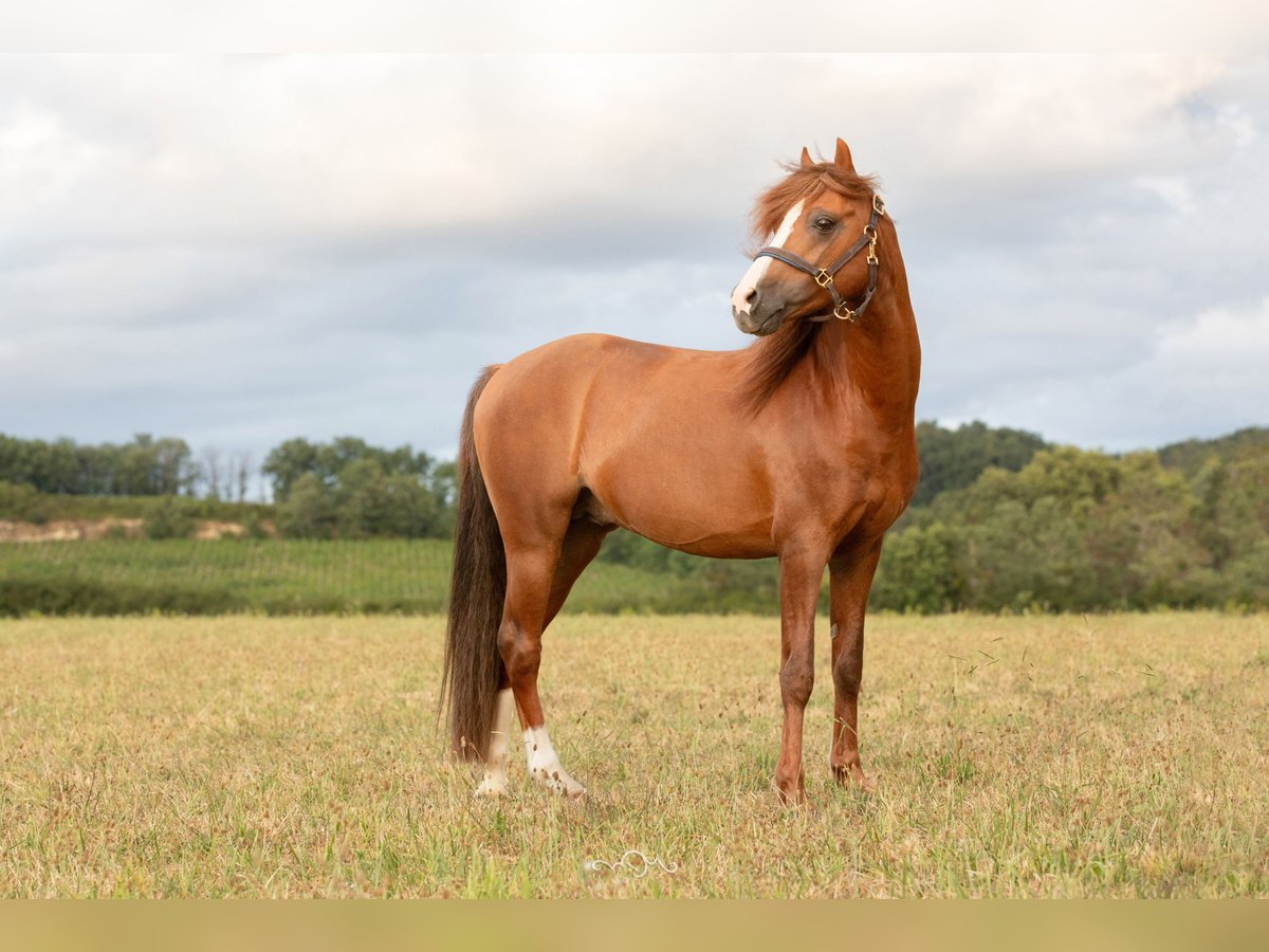 Welsh B Stallion 15 years 12,2 hh Chestnut-Red in Genissac