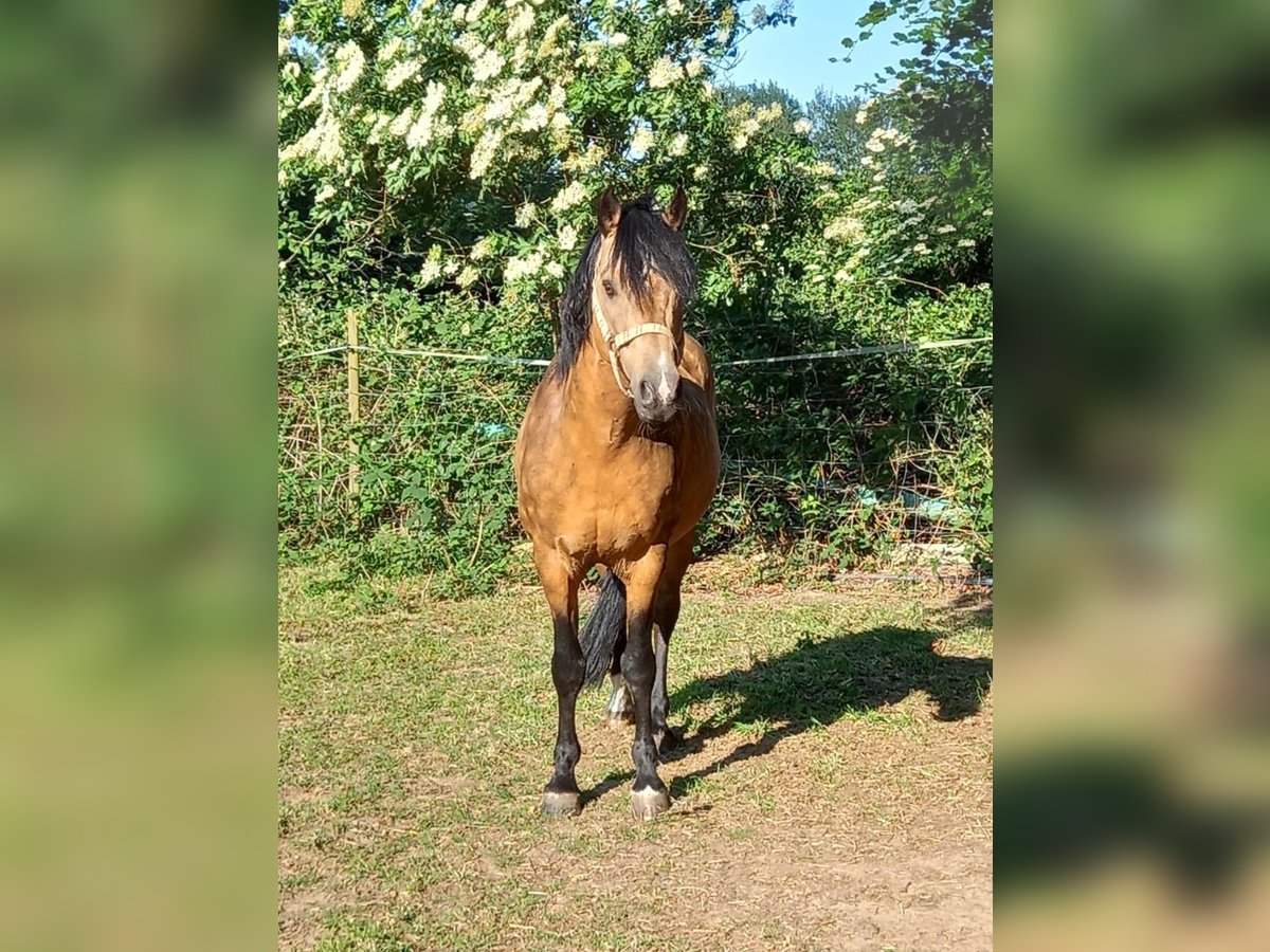 Welsh B Stallion 16 years 13,1 hh Buckskin in Bad Bentheim