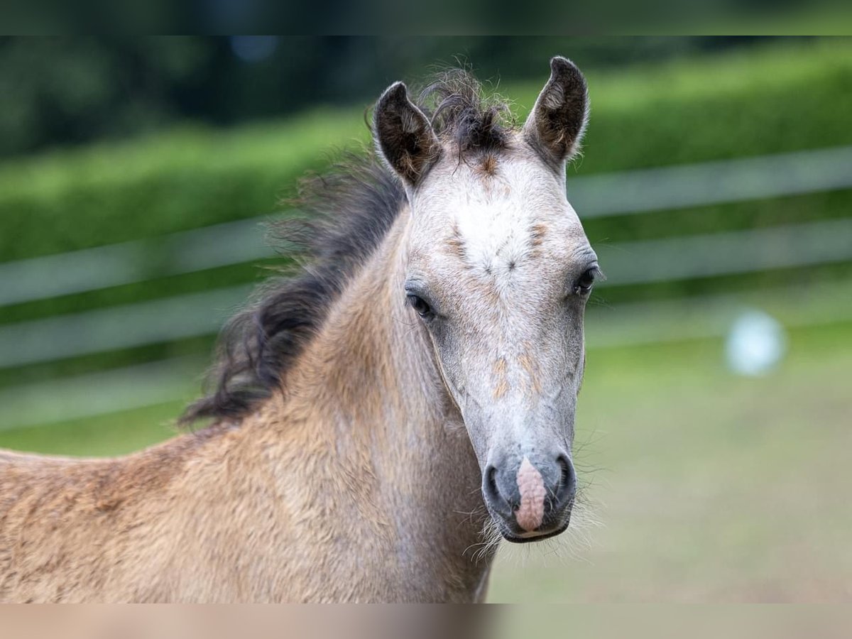 Welsh B Stallion 1 year 12,2 hh Dun in Seekirchen