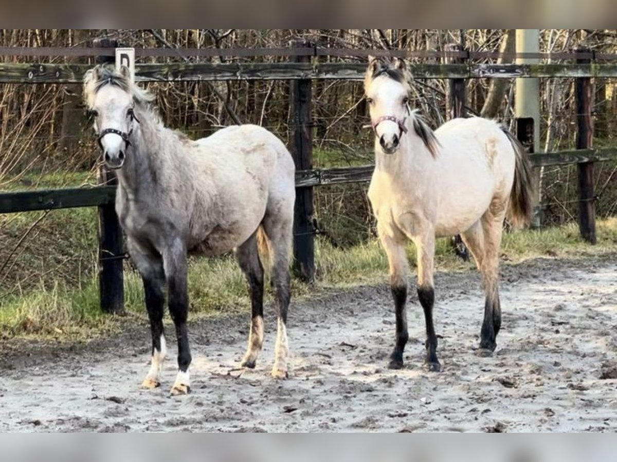 Welsh B Stallion 1 year 13,1 hh Dun in Worpswede