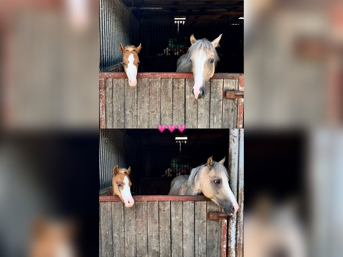 Welsh B Stallion 1 year Chestnut-Red in Stolberg (Rheinland)