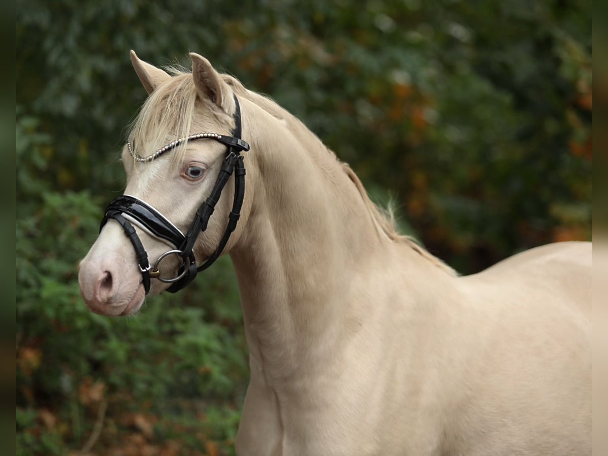 Welsh B Stallion 2 years 12,1 hh Cremello in Aalten