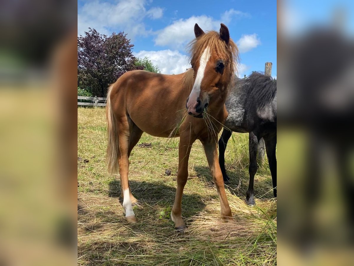 Welsh B Stallion 2 years in Seekirchen
