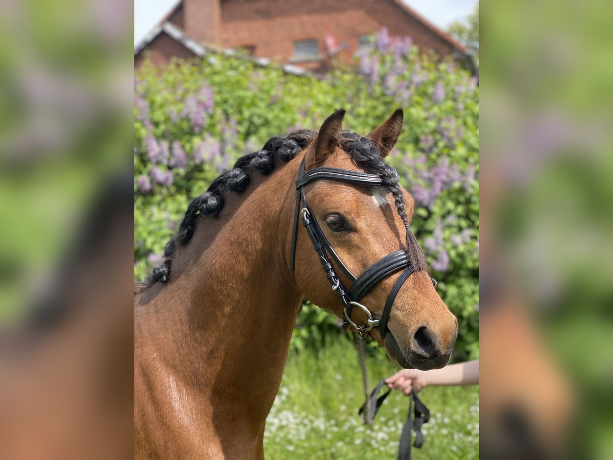 Welsh B Stallion 3 years 12,1 hh Brown in Emmerthal