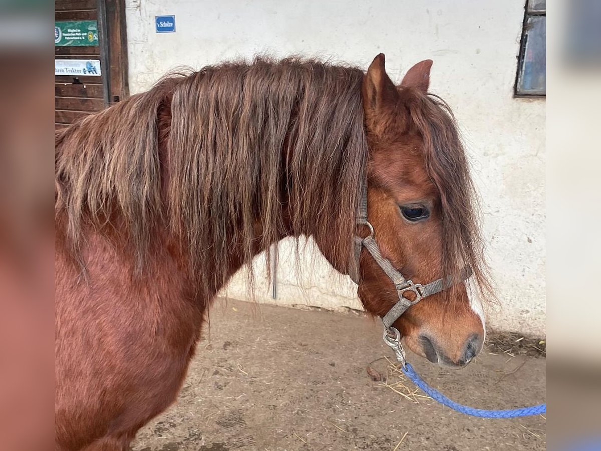 Welsh B Stallion 3 years 12,1 hh Chestnut-Red in Dischingen