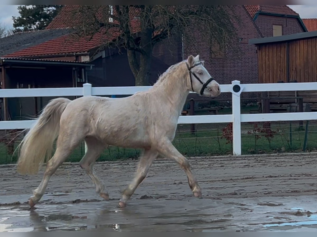 Welsh B Stallion 3 years 12,1 hh Perlino in Heimsen