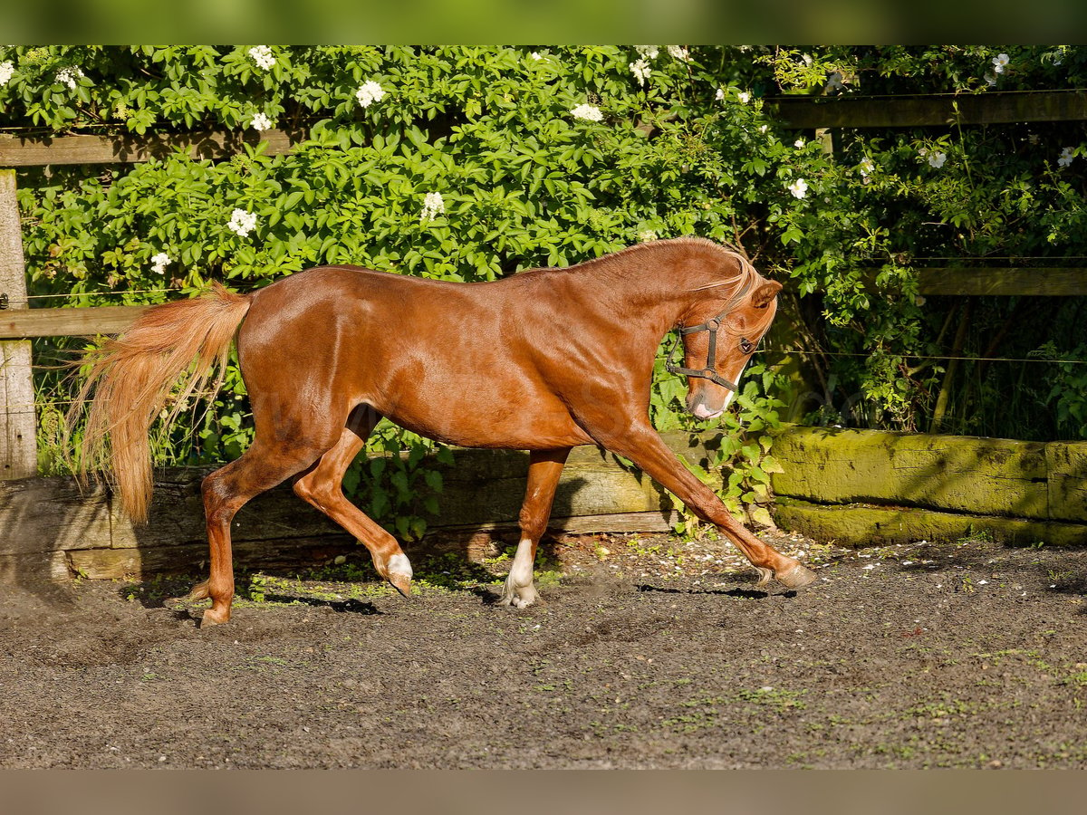 Welsh B Stallion 3 years 13,1 hh Chestnut-Red in Meerbusch