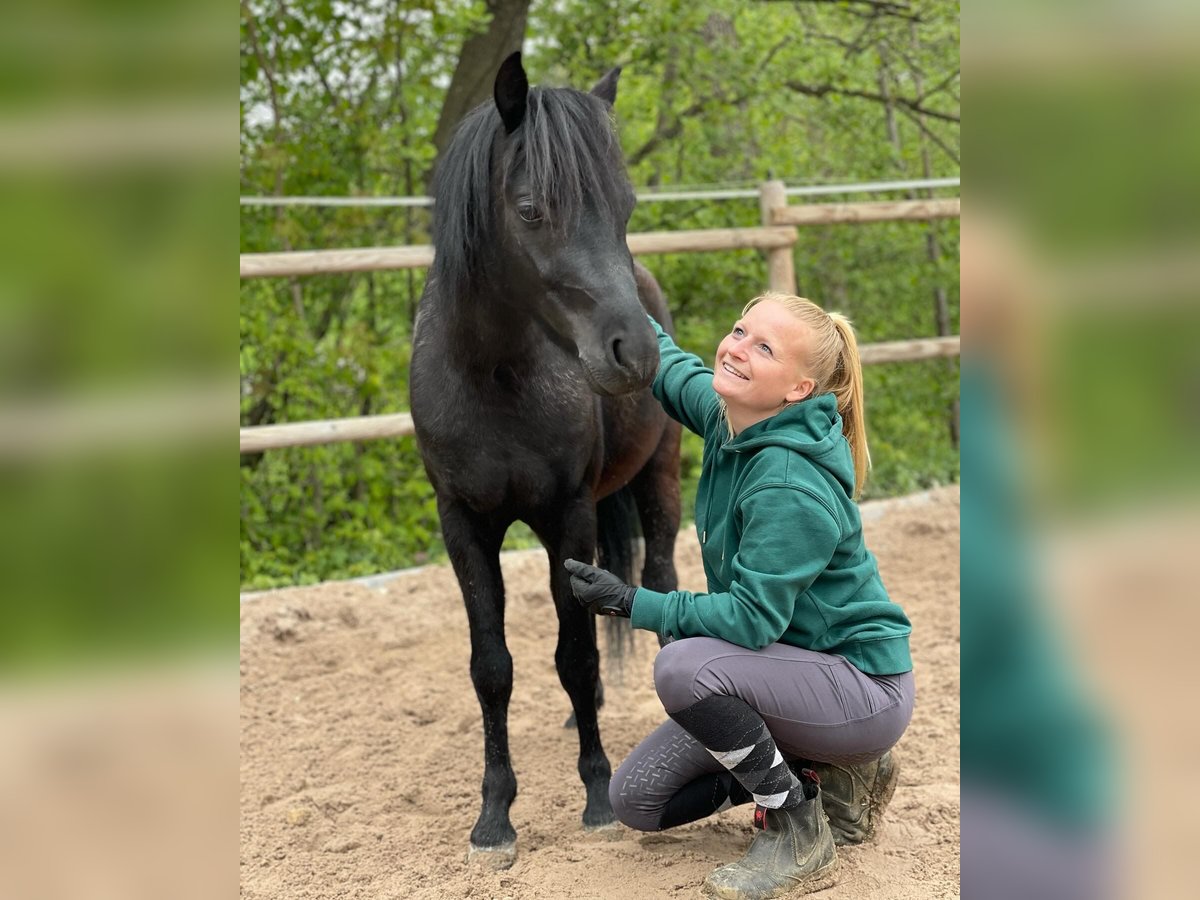 Welsh B Stallion 4 years 11,2 hh Black in Neuffen