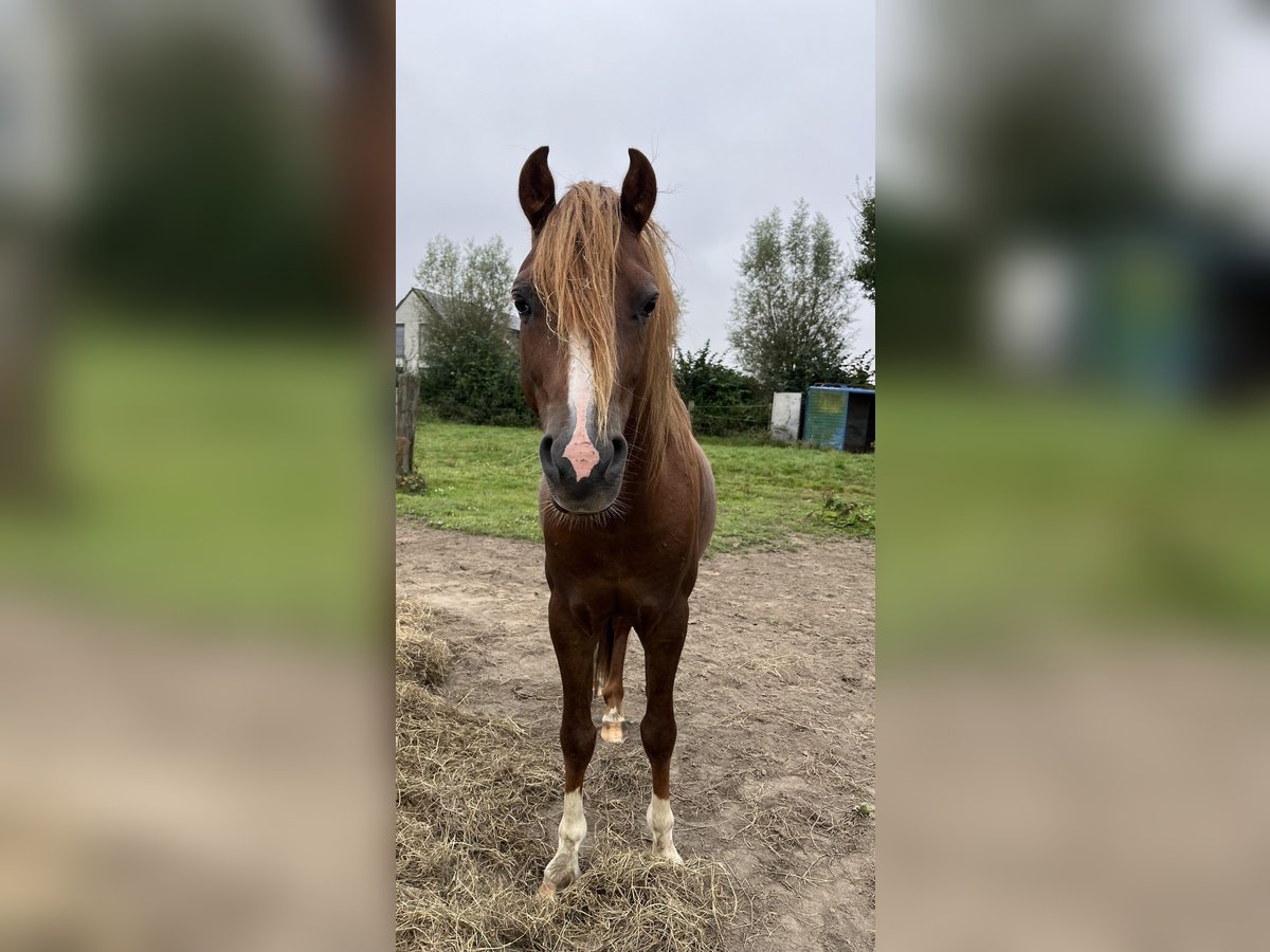 Welsh B Stallion 4 years 12,2 hh Chestnut in Brugge