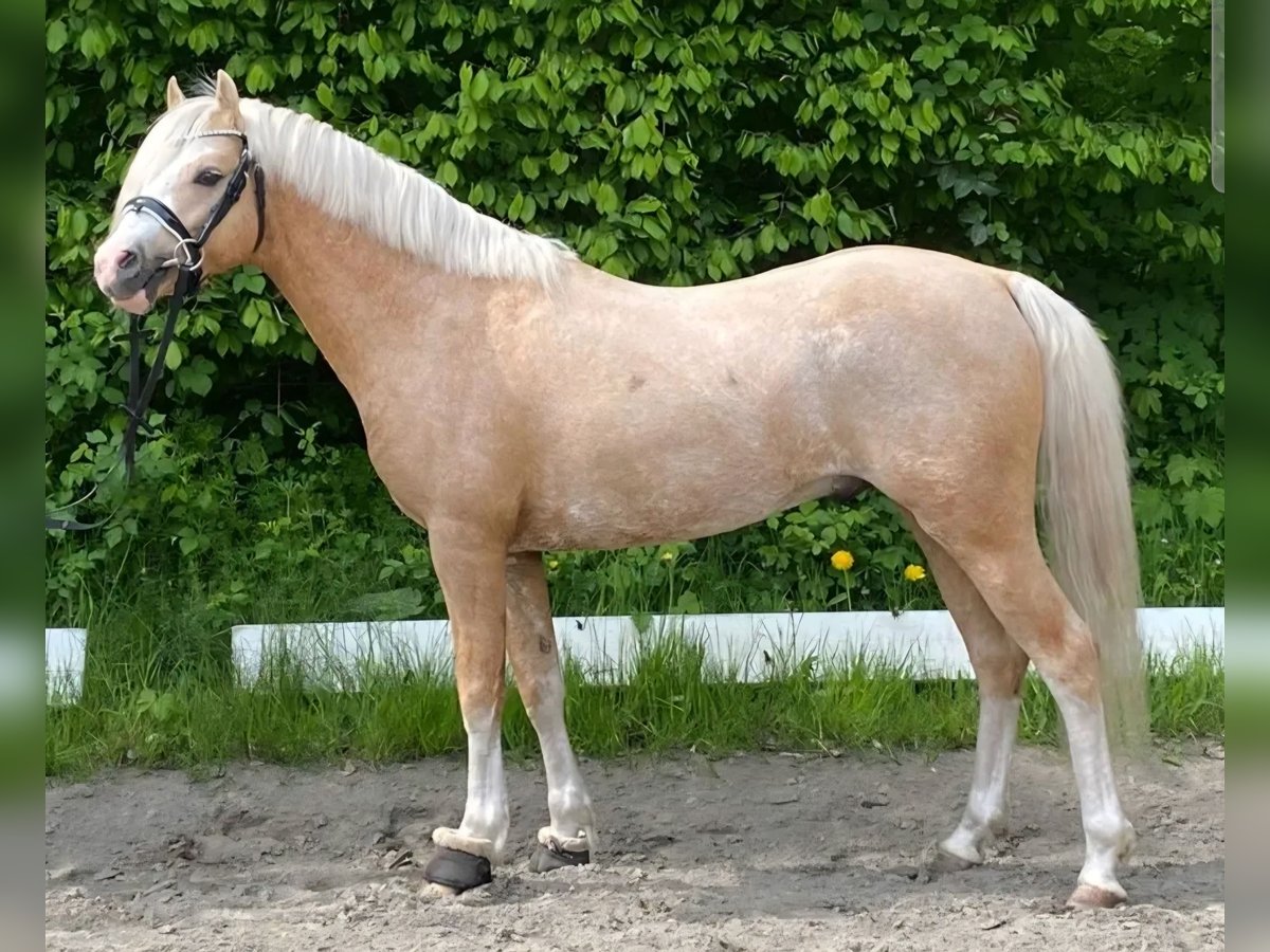 Welsh B Stallion 4 years 12,2 hh Palomino in Neum&#xFC;nster