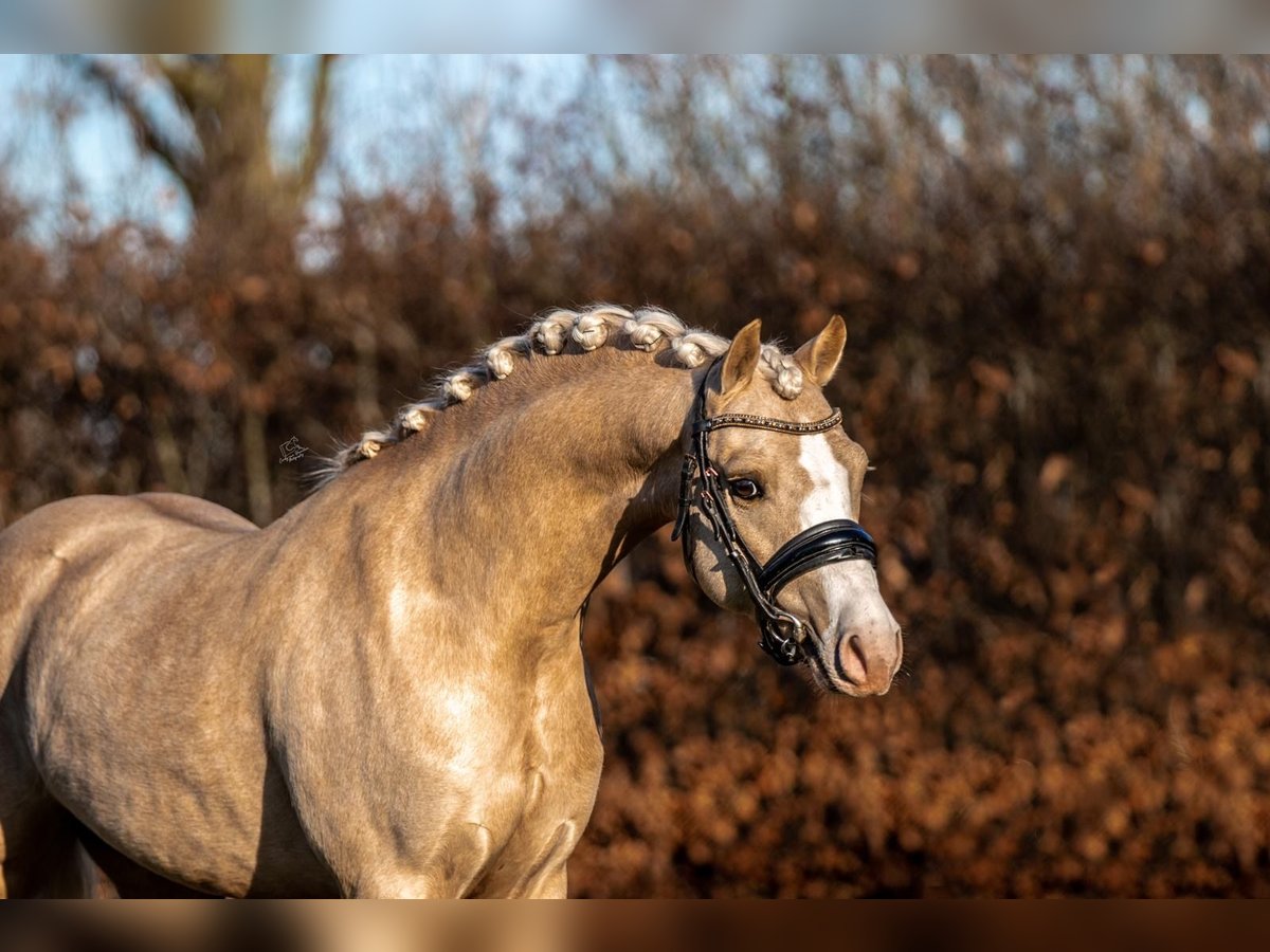 Welsh B Stallion 4 years 13,1 hh Palomino in Oirschot