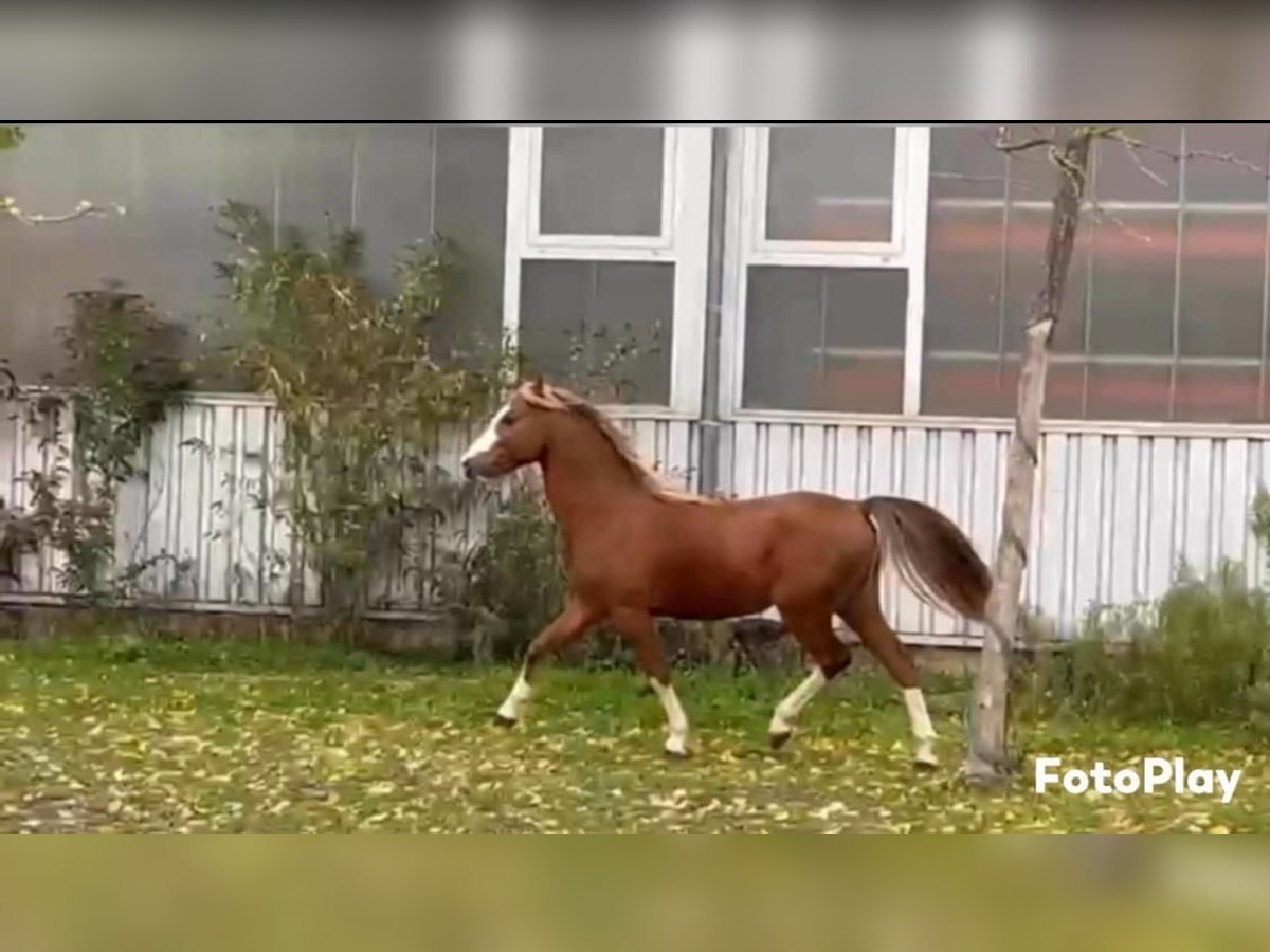 Welsh B Stallion 4 years 13 hh Chestnut in Niederzier Welsh B Stallion 4 years 13 hh Chestnut in Niederzier