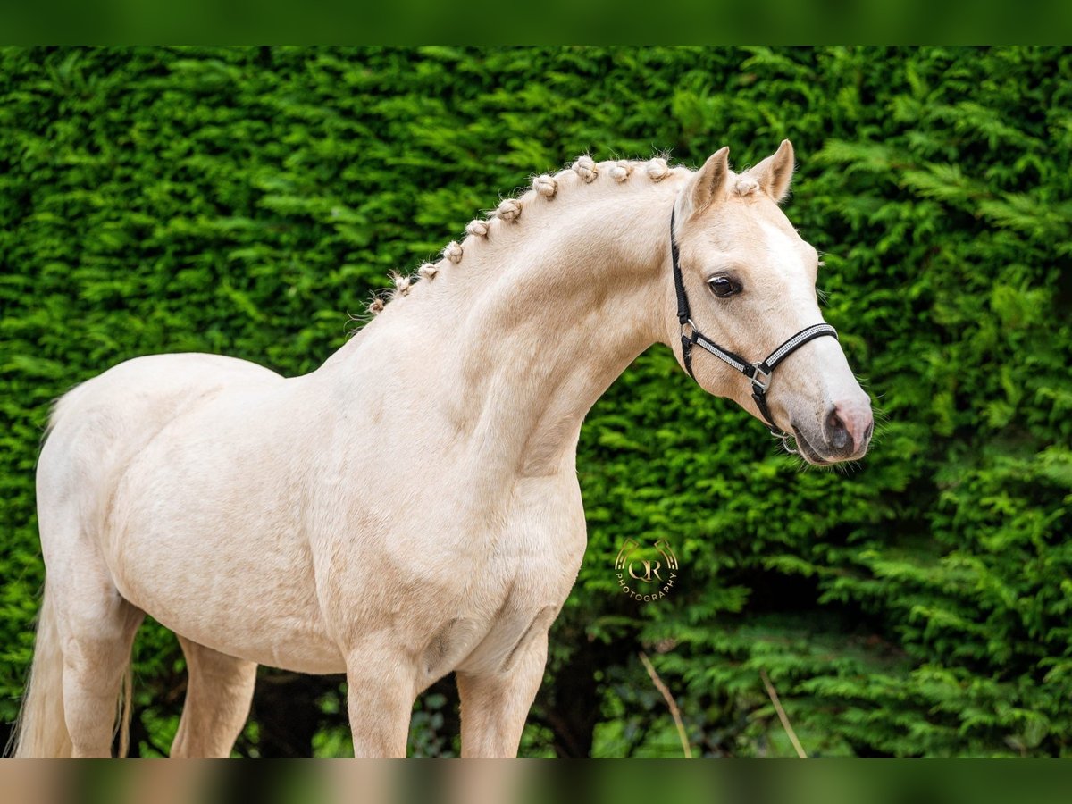 Welsh B Stallion 6 years 12,1 hh Palomino in Heerhugowaard