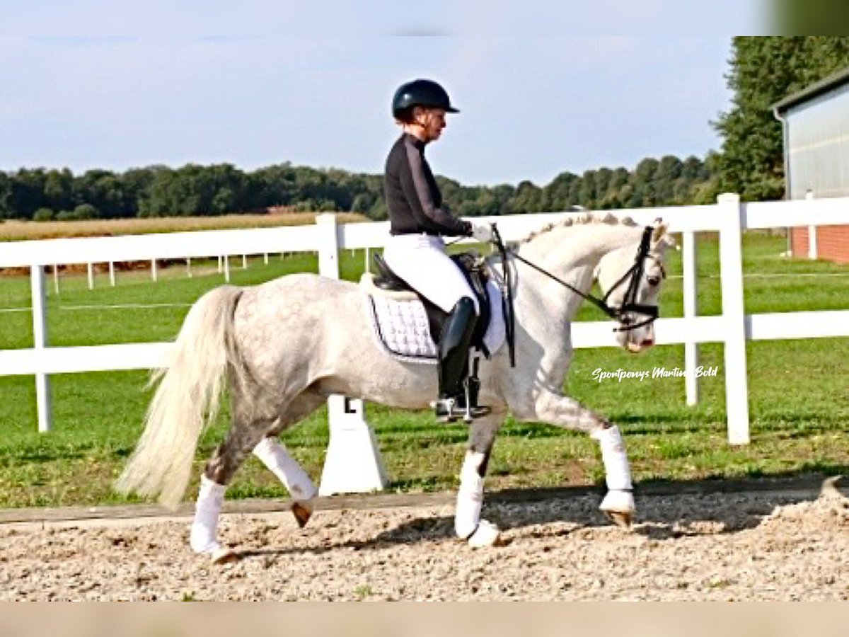 Welsh B Stallion 8 years 13,3 hh Grey in Recke, bei Osnabr&#xFC;ck