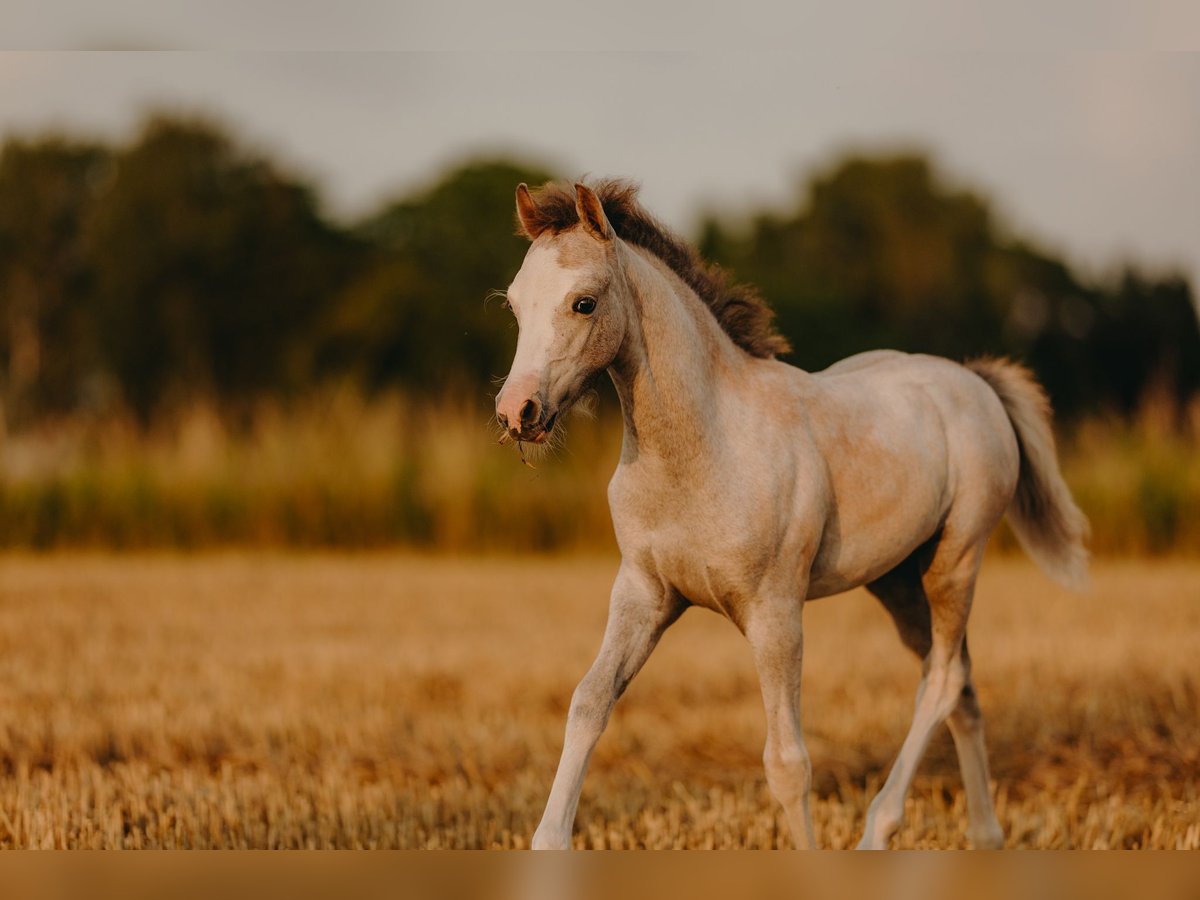 Welsh B Stallion Foal (05/2025) 11,2 hh Brown Falb mold in ElzeElze