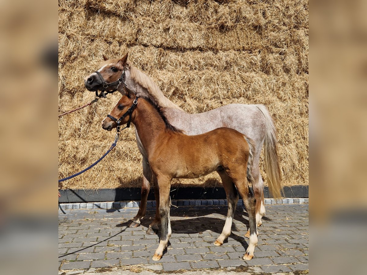 Welsh B Stallion Foal (04/2024) 12,2 hh Brown in Everdingen