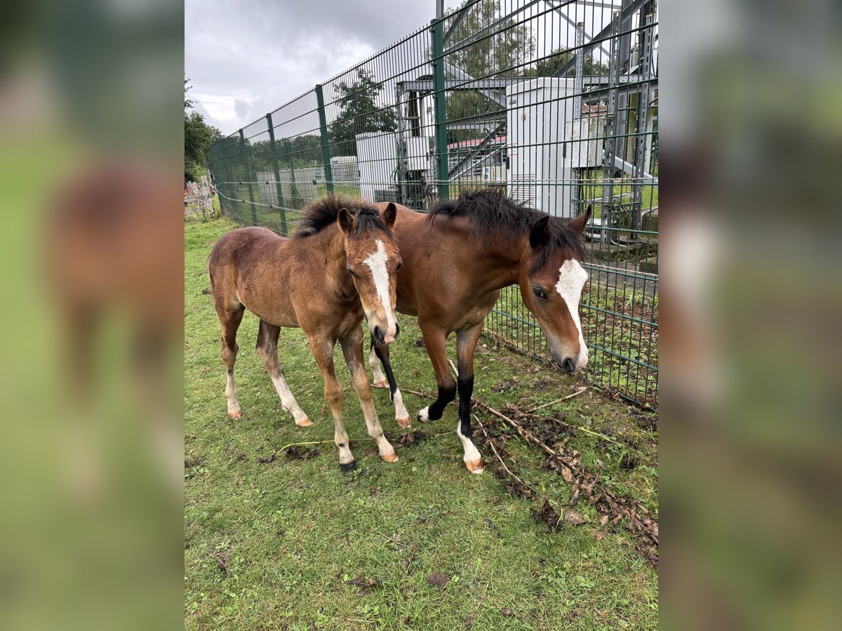 Welsh B Stallion Foal (04/2025) 12,2 hh Brown in Zeven