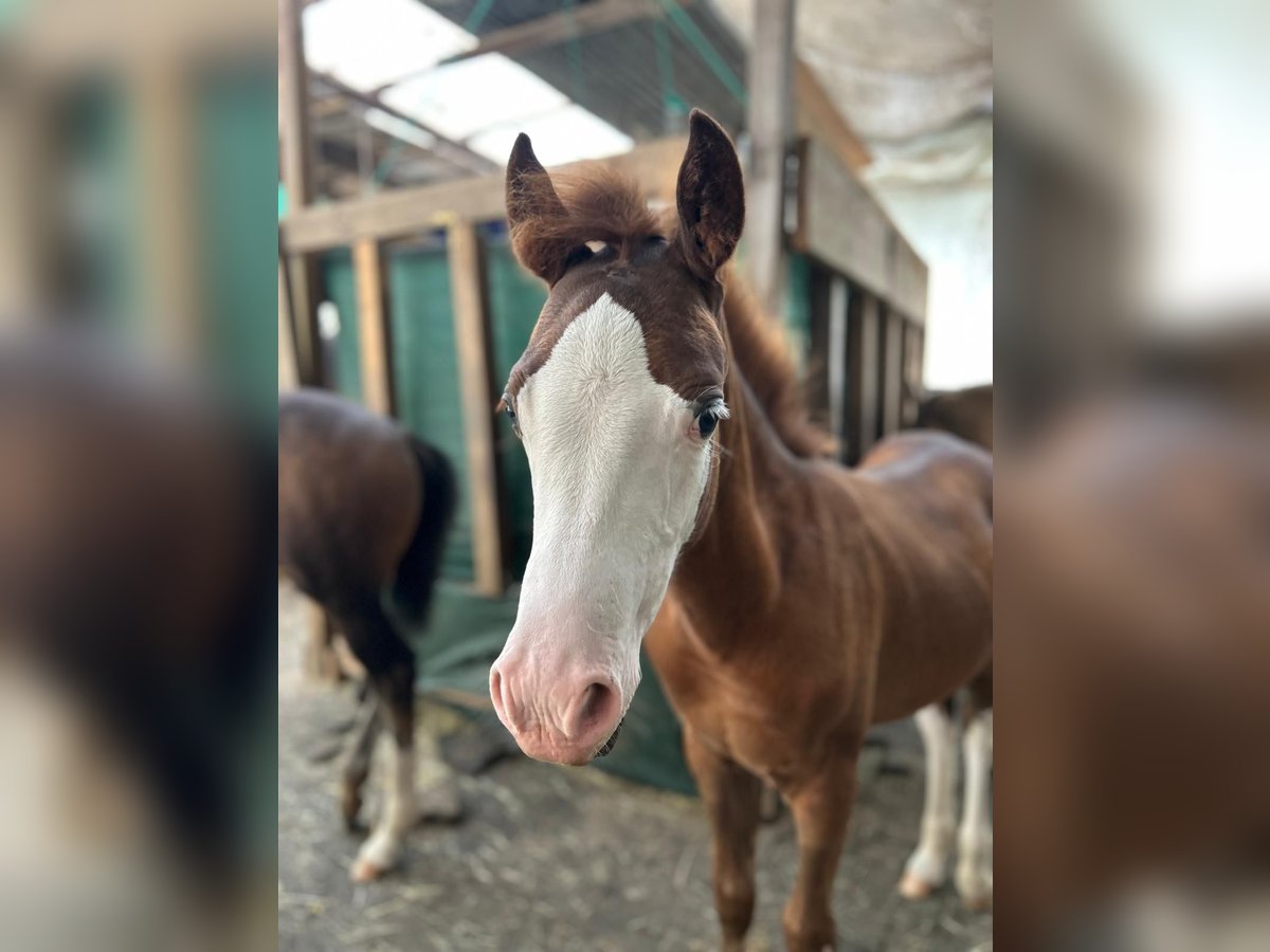 Welsh B Stallion Foal (05/2025) 13,1 hh Chestnut in Hagen