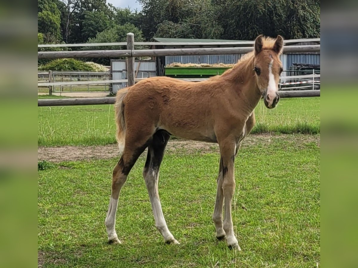 Welsh B Stallion Foal (06/2025) 13,1 hh Chestnut-Red in Hessen