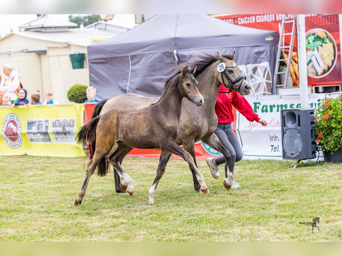 Welsh B Stallion Foal (05/2025) Brown in WardenburgWardenburg