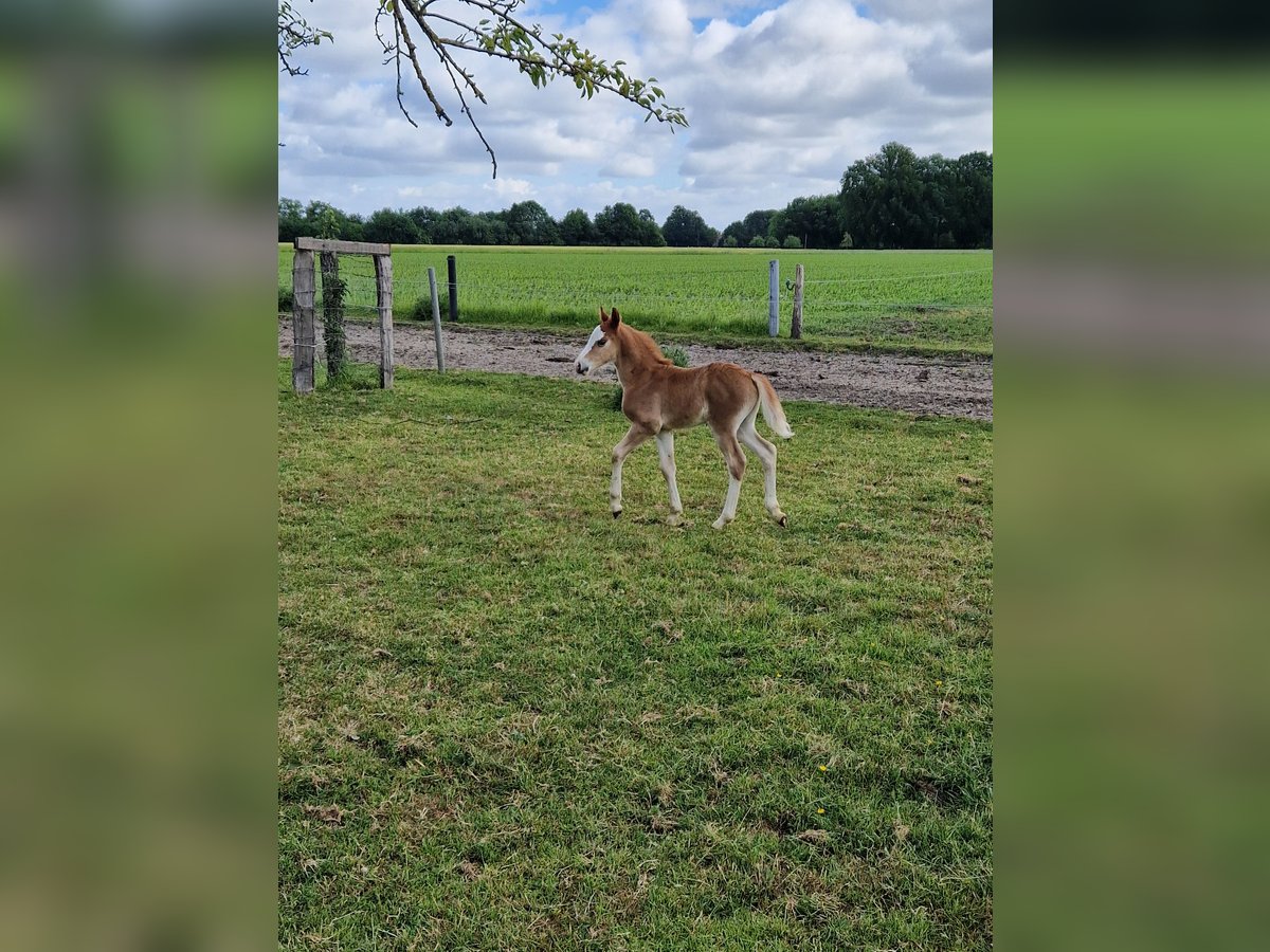 Welsh B Stallion  in Metelen