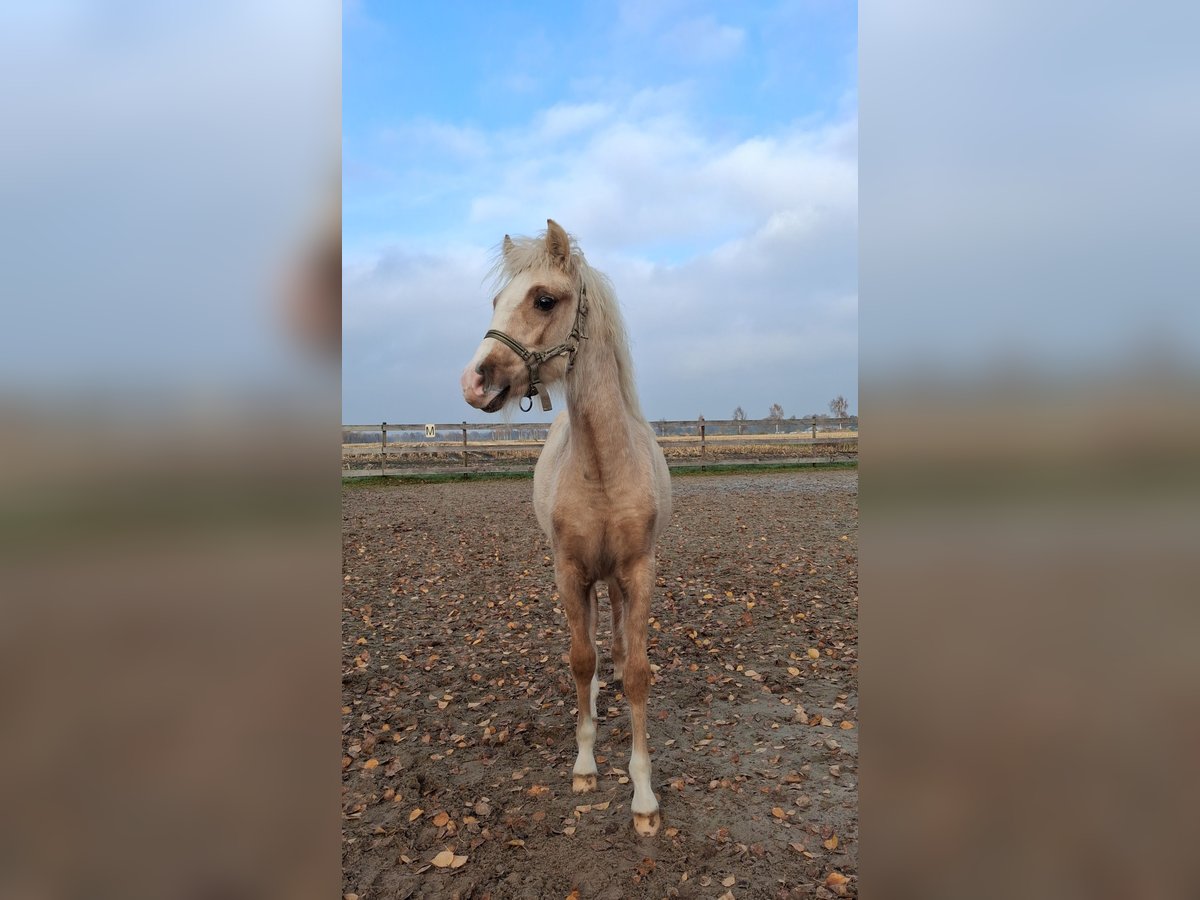Welsh B Stallion Foal (06/2025) Palomino in Friesoythe