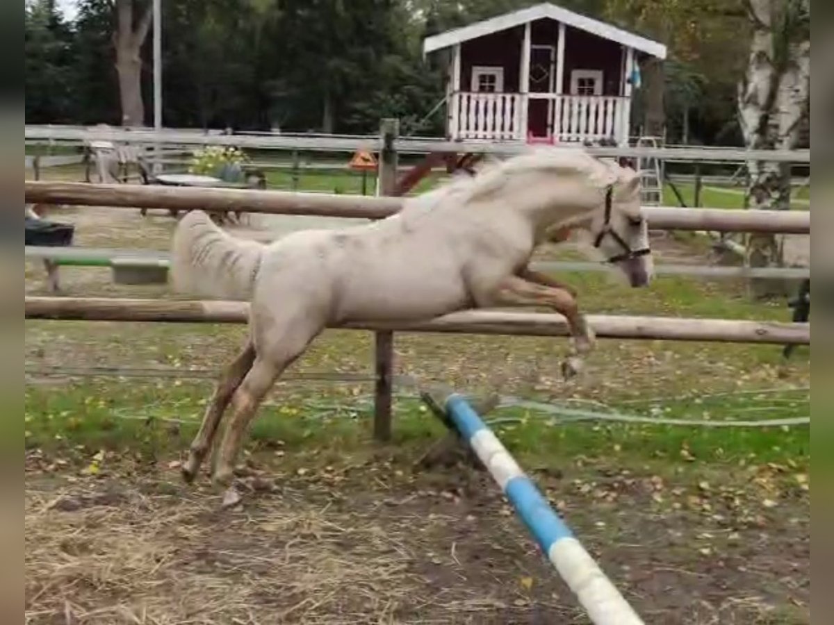 Welsh B Stallion Foal (06/2025) Palomino in Friesoythe Welsh B Stallion Foal (06/2025) Palomino in Friesoythe