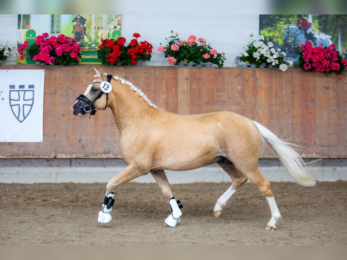 Welsh B Stallion Palomino in Detmold