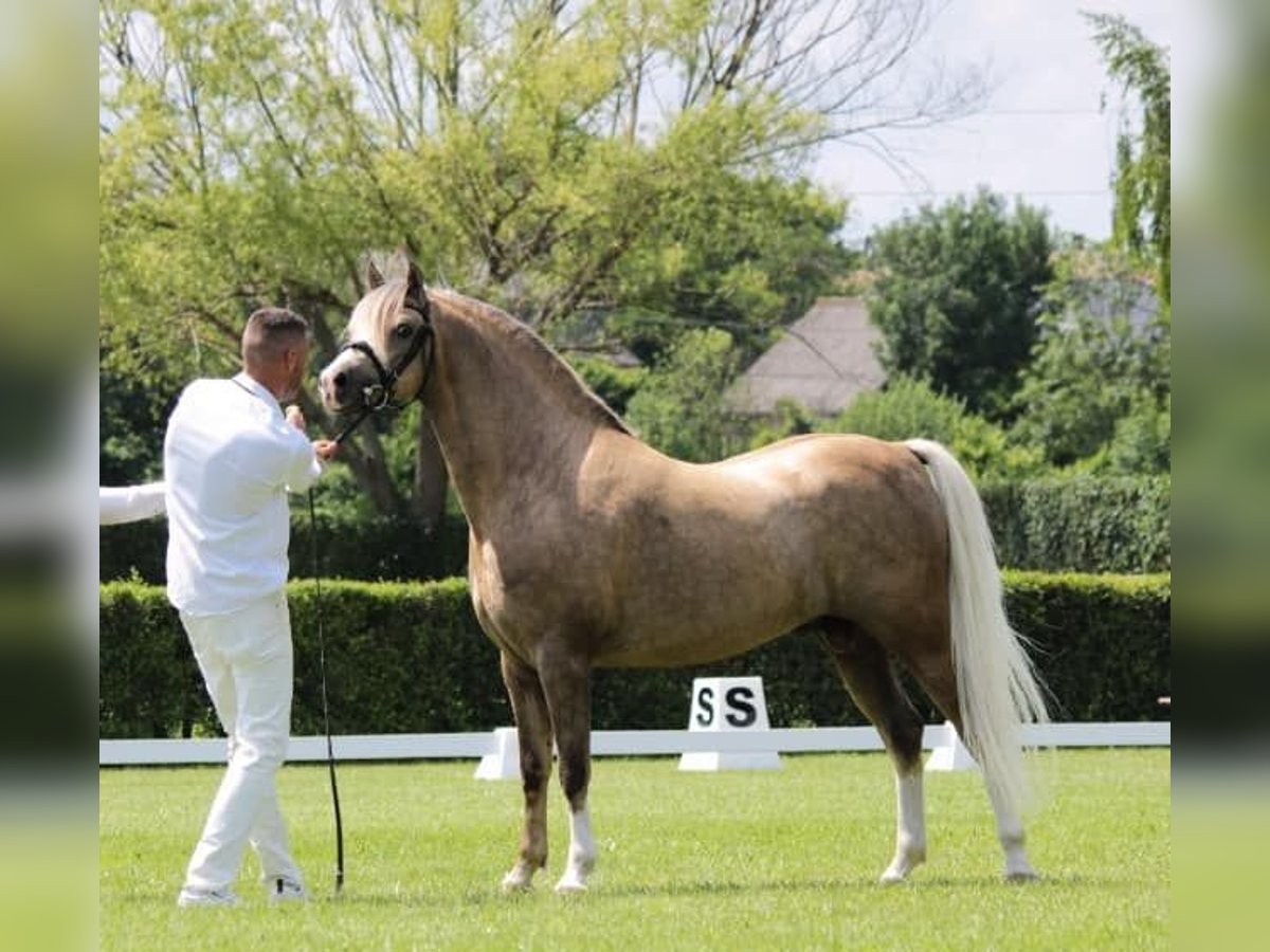Welsh-B Stallone 11 Anni 136 cm Palomino in Tata