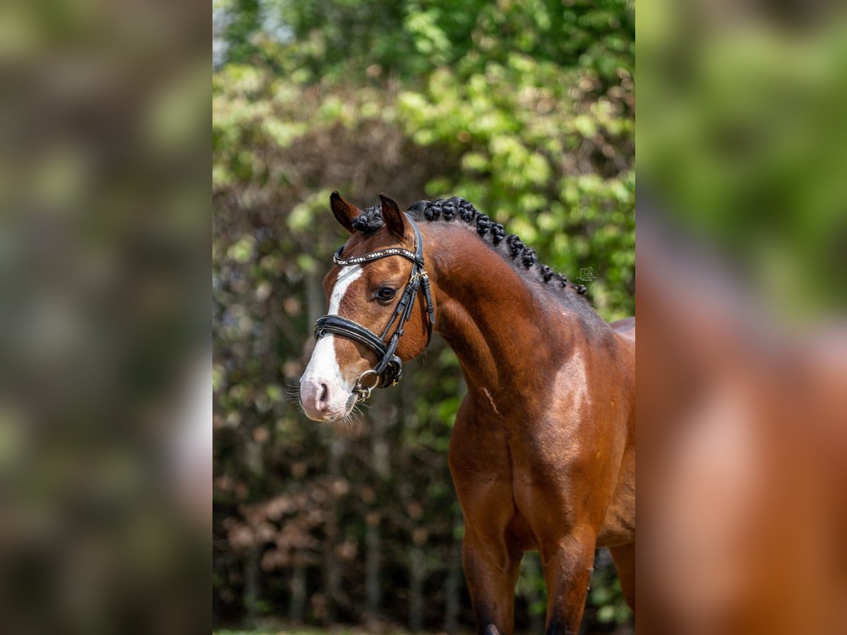 Welsh-B Stallone 3 Anni 134 cm Baio in Oirschot