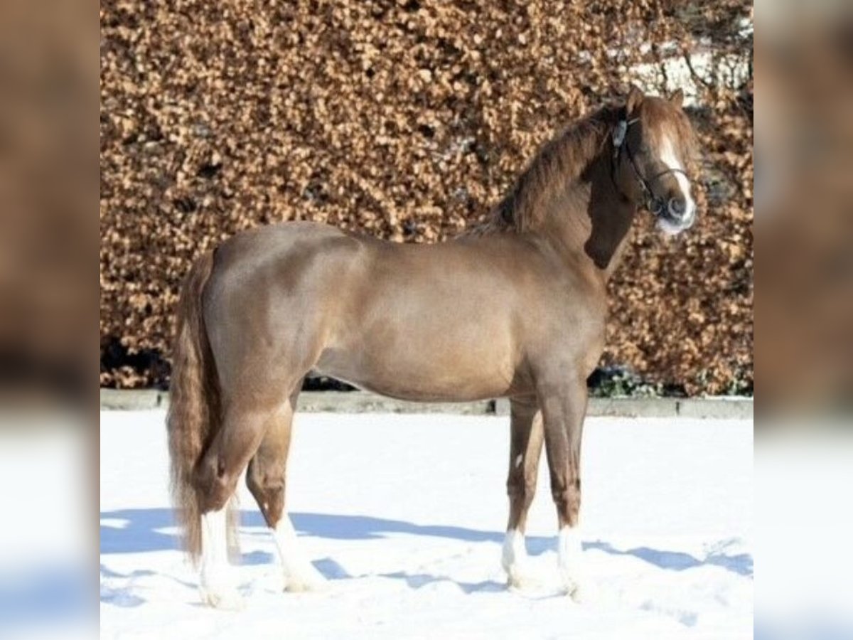 Welsh-B Stallone 6 Anni 133 cm Sauro scuro in Wittmund Ardorf