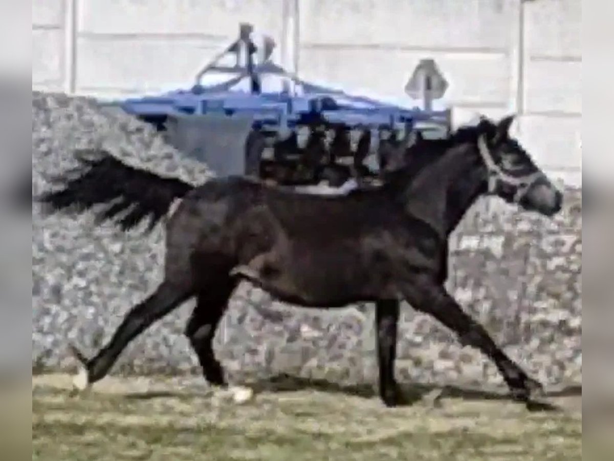 Welsh-B Mix Stallone Puledri (03/2024) 112 cm Baio nero in Florianow