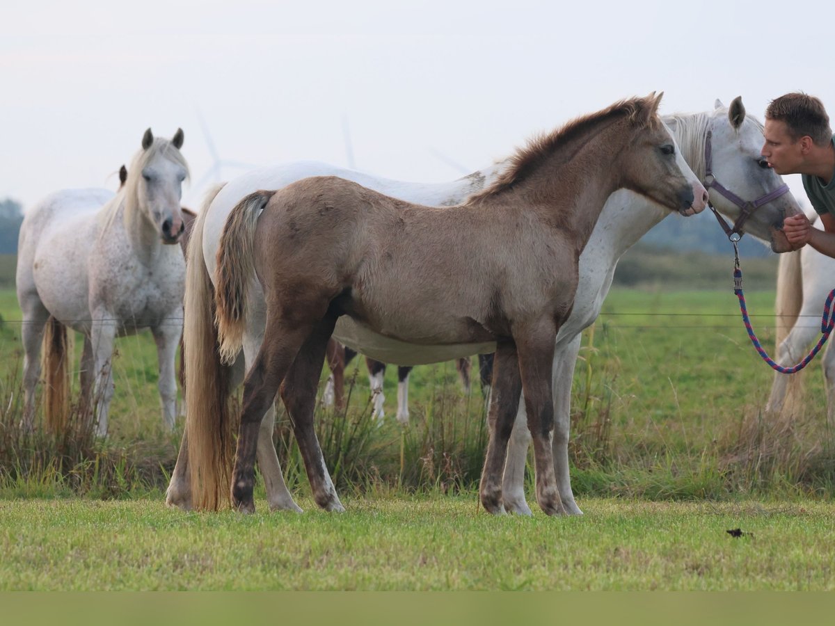 Welsh-B Stallone  137 cm Grigio in &#39;t Harde