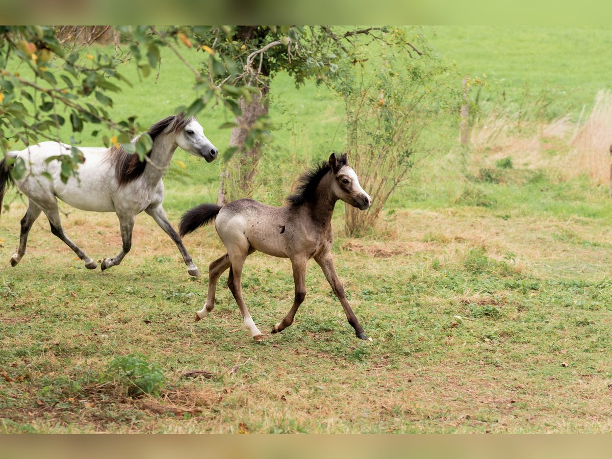 Welsh-B Stallone Puledri (01/2024) Grigio pezzato in Courchavon