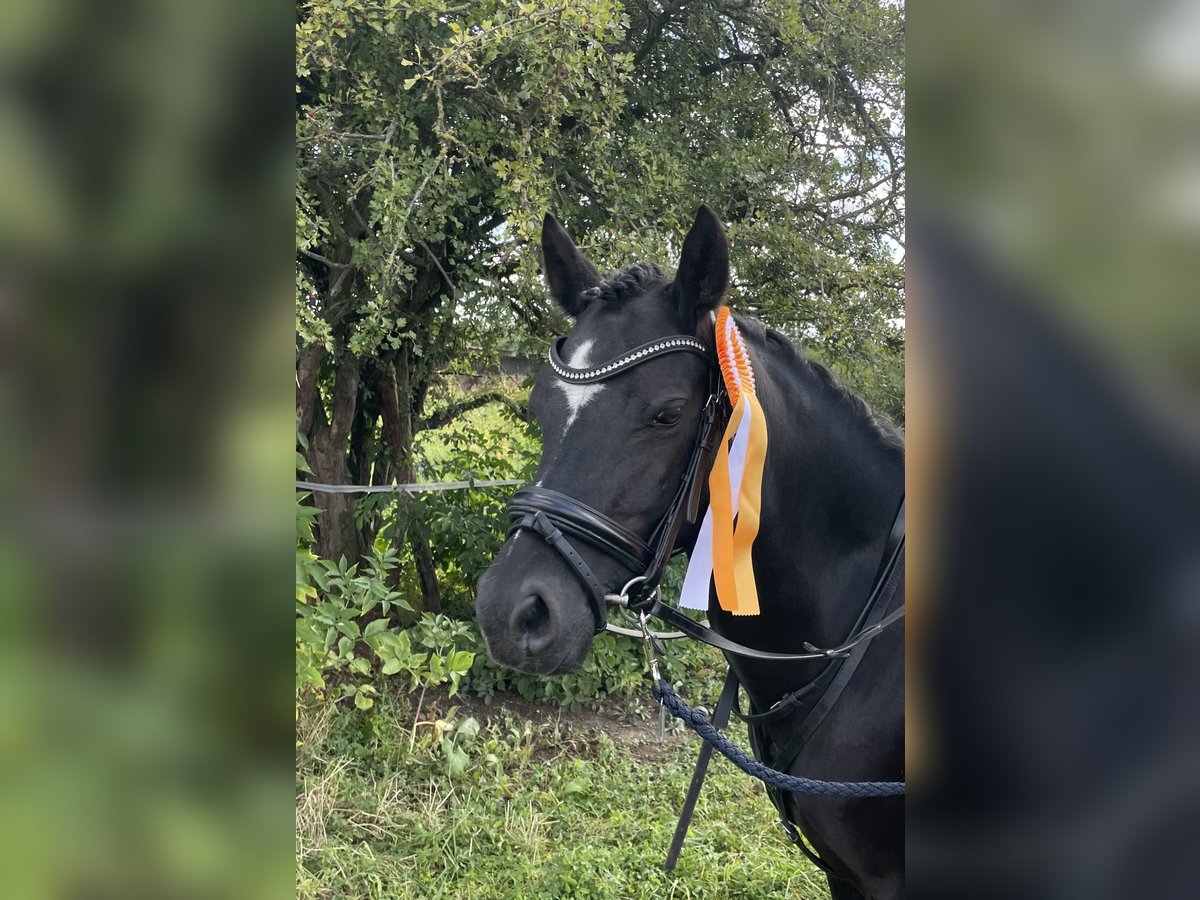 Welsh B Sto 15 år 125 cm Svart in Swisttal