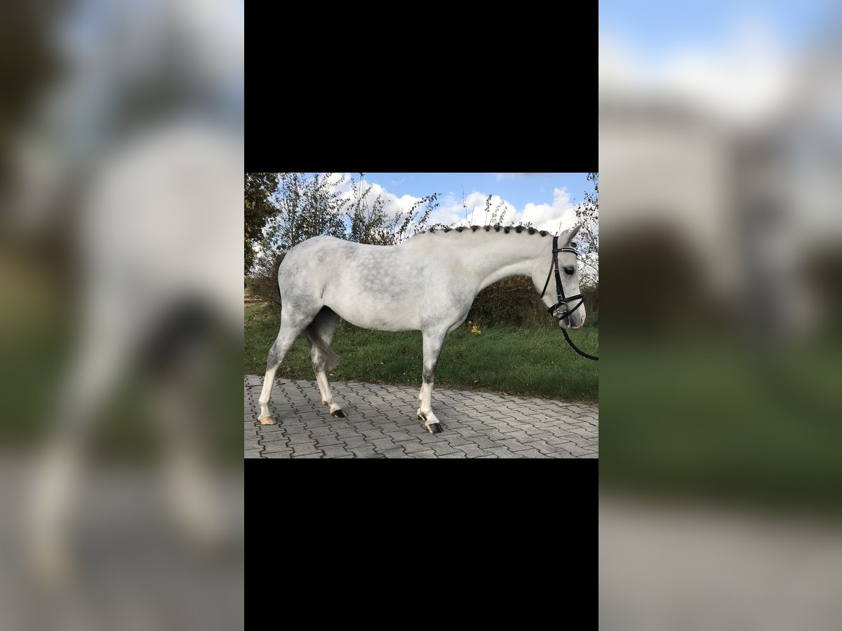 Welsh B Blandning Sto 4 år 125 cm Grå in Lähden