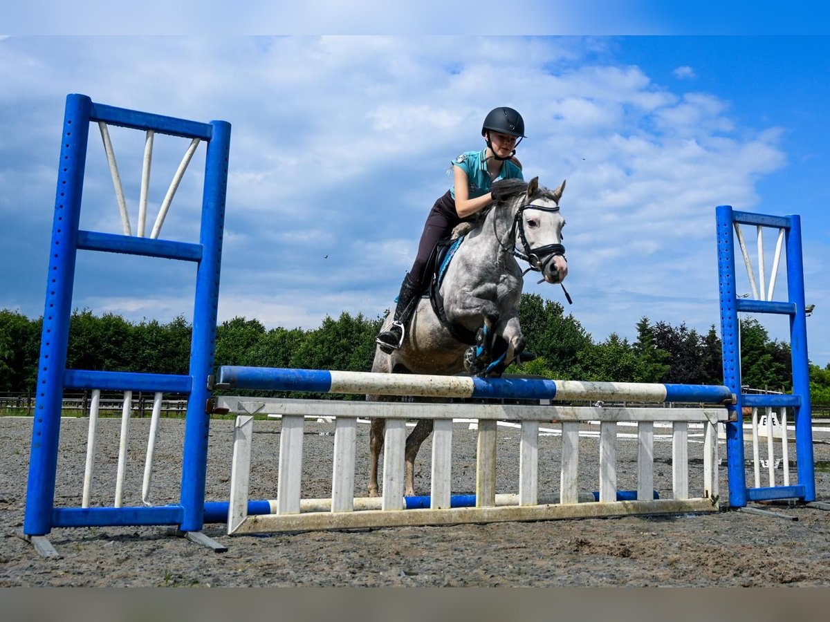 Welsh B Sto 6 år 126 cm Grå-blå-brun in Emmen