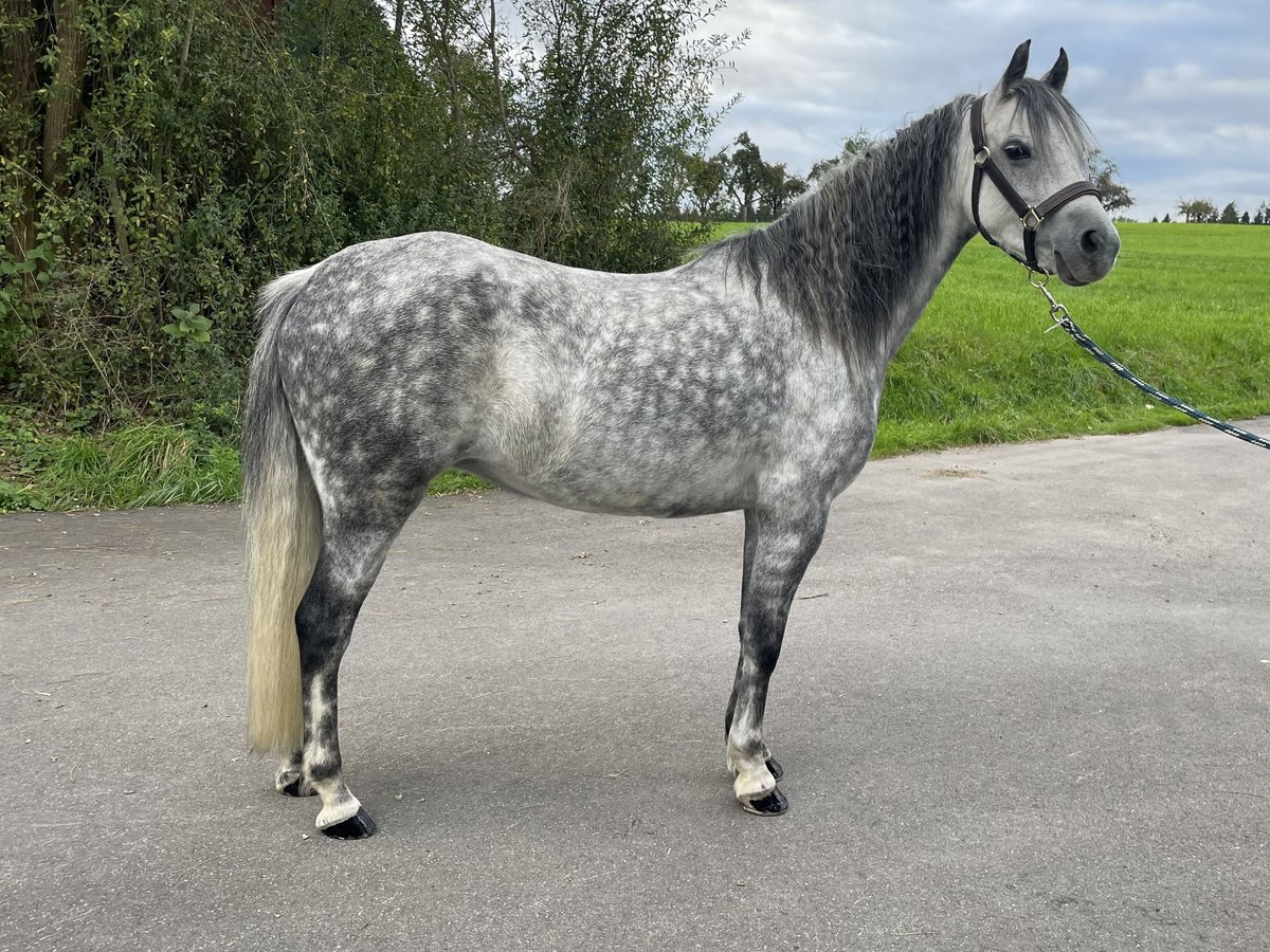 Welsh B Sto 7 år 128 cm Grå in Matzingen