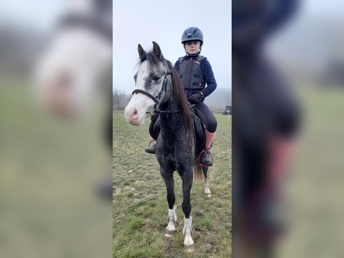 Welsh-B Stute 10 Jahre 133 cm Schimmel in St&#xFC;denitz-Sch&#xF6;nermark
