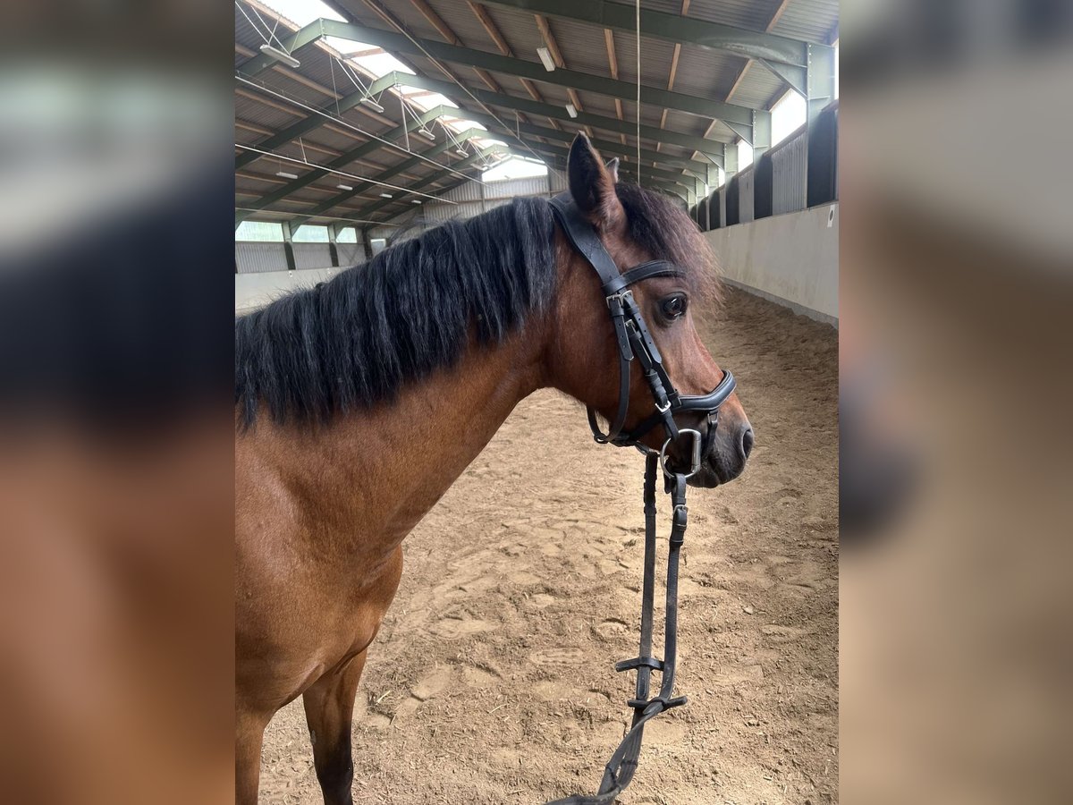 Welsh-B Stute 10 Jahre 135 cm Brauner in Weiterstadt