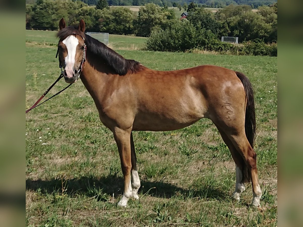 Welsh-B Stute 11 Jahre 129 cm Dunkelfuchs in Wilnsdorf