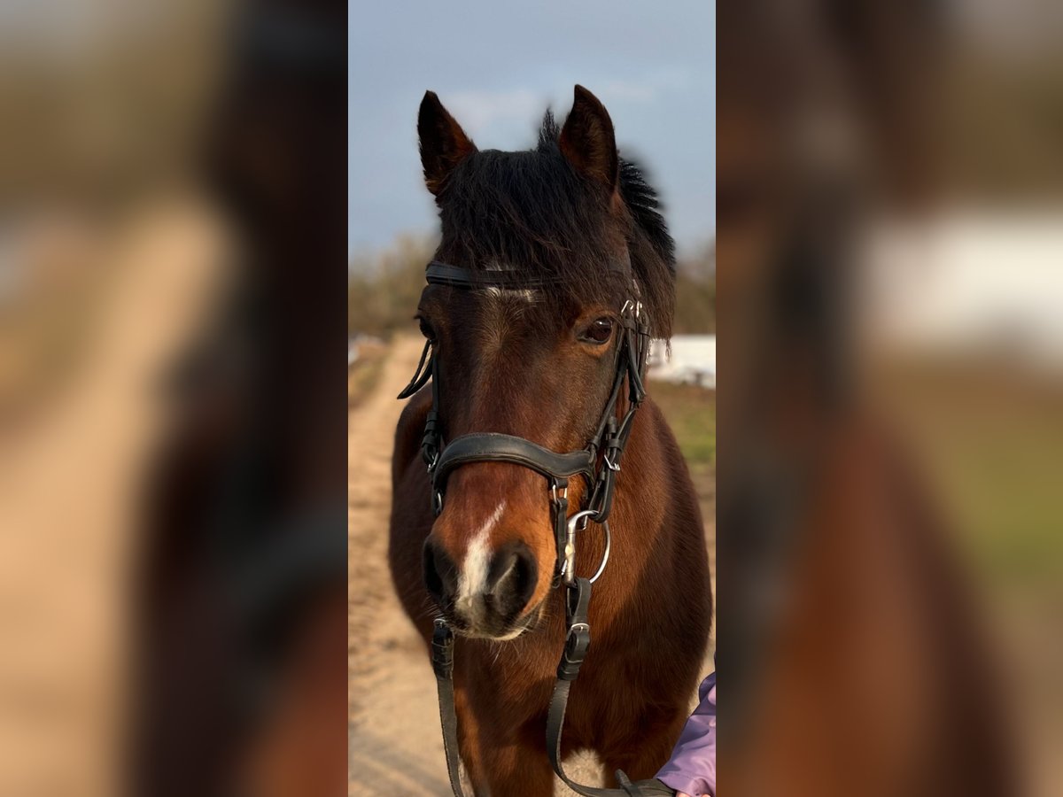 Welsh-B Stute 11 Jahre 135 cm Brauner in Weiterstadt