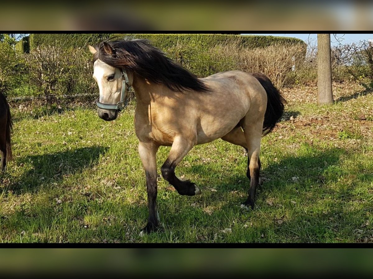 Welsh-B Stute 12 Jahre 125 cm Buckskin in Bietigheim-Bissingen