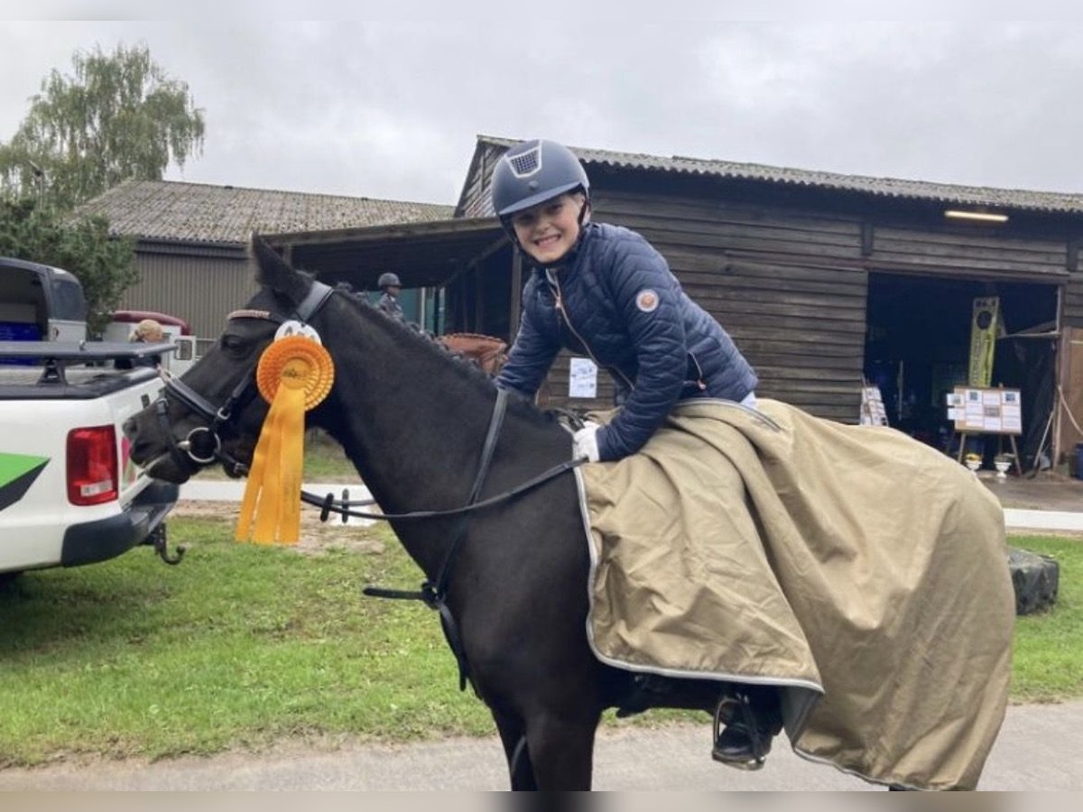 Welsh-B Stute 13 Jahre 134 cm Rappe in Wiershop