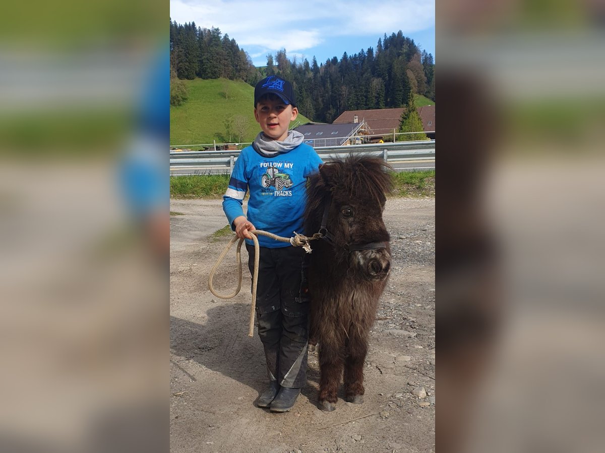 Welsh-B Stute 13 Jahre 140 cm Schecke in Signau