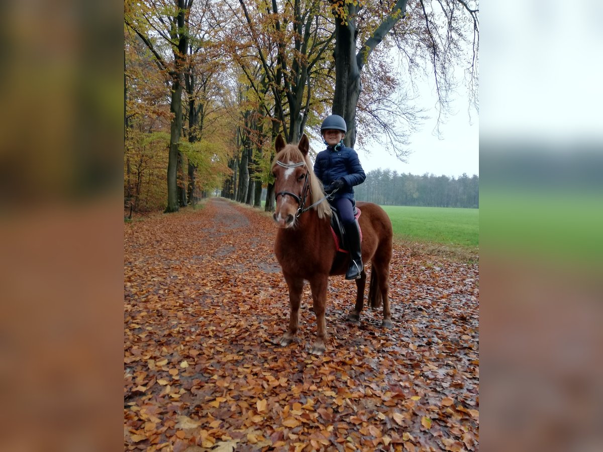 Welsh-B Stute 14 Jahre 125 Cm Fuchs In Haaksbergen