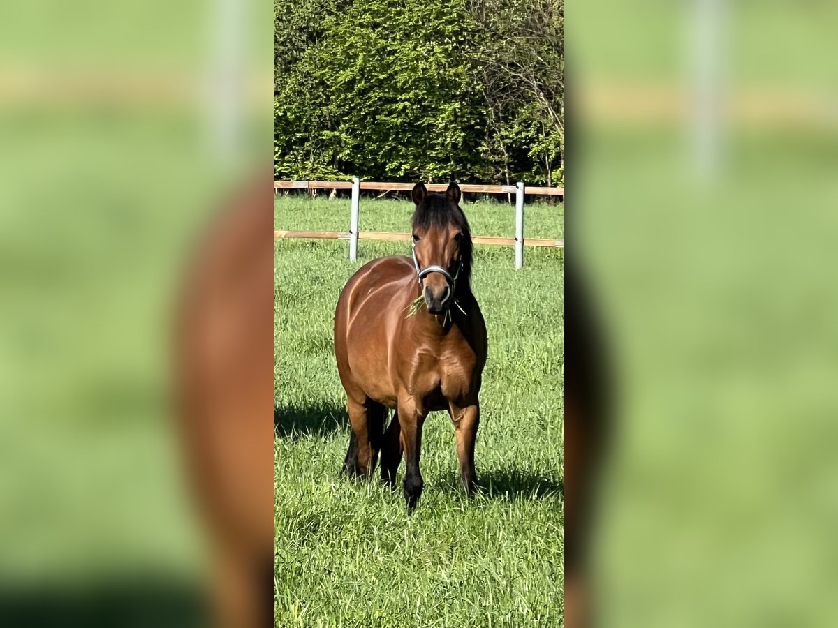 Welsh-B Mix Stute 15 Jahre 125 cm Brauner in Warendorf